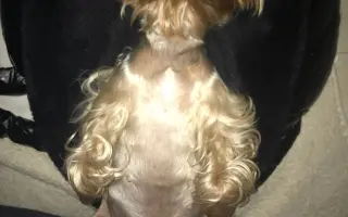 Pomozme Willíčkovi k operaci a mamince Wellince s léčbou!