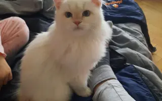 Pomůžete zachránit Nelince kočičí kamarádku? Hrajeme o čas.