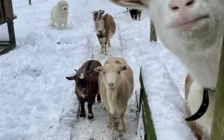 Pomozte❤️ Srdce pro zvířata - naděje pro opuštěné