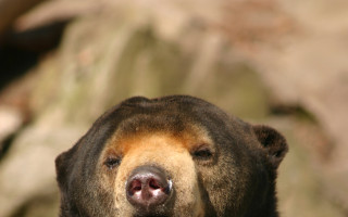 Nové prolézačky pro medvědy malajské