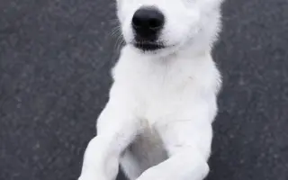 Veterinární péče pro psy v útulku - podzim 2026