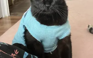 Veterinární péče pro velmi nemocného Čendu a Ronečka