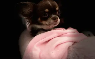 Pomozme Xyrušče znovu běhat 🐾♥️