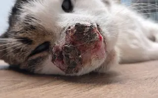 Filípek chce žít: pomoz mu porazit nádor