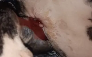 Pomozte našemu štěňátku Bleskovi přežít parvovirózu 🐾❤️