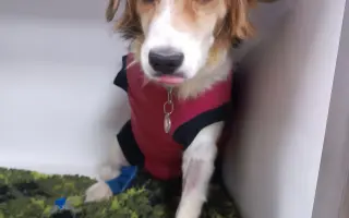 POMOC PRO FOXÍČKA, ASPENA A TAFFY-JACKA