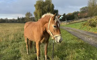 Pomozme Akitě volně dýchat