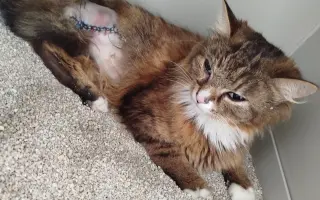 🎄 Rok 2026 pro kočky v Mostě – Pomozte nám ho zvládnout