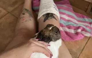 Králíčkovi Kájovi na operaci zubů