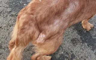 Nekonečný boj o záchranu zvířecích životů 😢