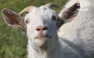 Pomozte nám zajistit seno pro naše krávy, kozy a ovečku