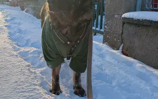 Pomoc Furině v boji s lupusem (SLE)