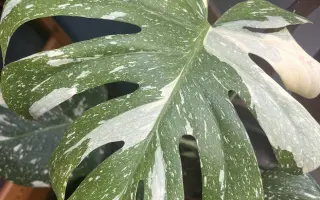 Podpořte in vitro záchranu a kultivaci ohrožených orchidejí a rostlin