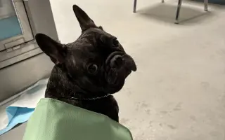 Pomozme Calvinovi zpět na nožičky