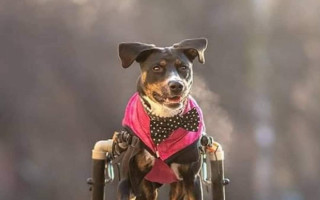 Podpora psí vozíčkářky Cookie