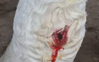 Pomozte kobylce znovu stát na nohou