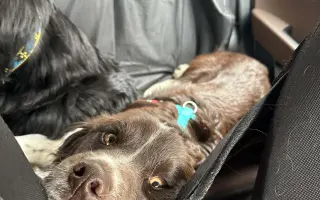 Pomozte Lokimu žít plnohodnotný život