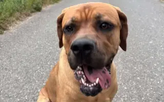 Operaci kyčlí pro Shiru