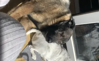 Pomozte zachránit Berrynku