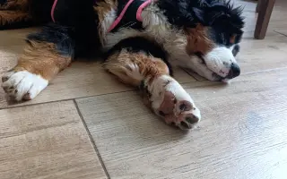 Pomoc pro Dorotku – malé štěňátko bojující o život Pomoc pro Dorotku – malé štěňátko bojující o život