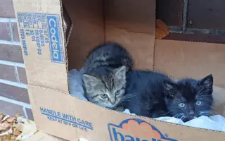 Plná miska = šance přežít