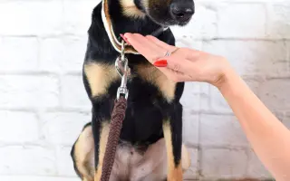 Pomáháme opuštěným a týraným psům najít cestu domů 🩷