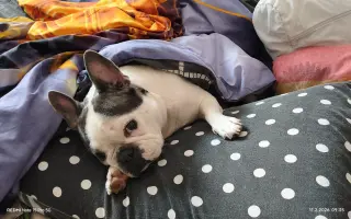 Zachráňte Marilyn bojující s rakovinou