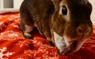 Pomoc pro králíčka, život zachrání operace čelisti