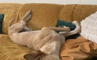 Prosíme o pomoc Tequile po operaci plíce, aby mohla dále skotačit