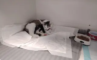 Pomoc zraněným, nemocným a týraným kočkám.