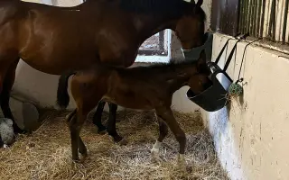 Miracle Joy After Storm ✨🐴