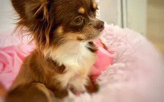 Pomozme Xyrušče znovu běhat 🐾♥️