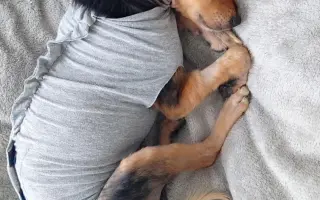 Voříškov přijal 45 nových chlupáčů - pomůžete spolu s námi změnit jejich příběh?