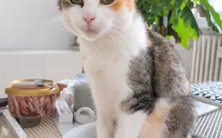 Velké srdce kočičí mámy. Pomozme Mamině s chemoterapií.