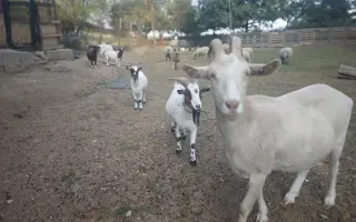 Sucho vypálilo pastviny. Zachráněná zvířata potřebují seno.