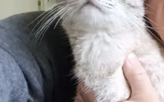 Pomoc kočkám dochází nám zásoby krmení