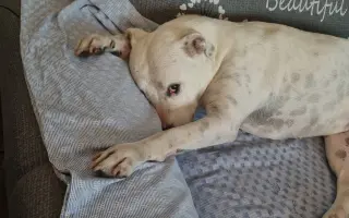 Pomůžete naší Mie zase bez bolestí, běhat po všech čtyřech?