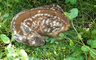 Mláďata na jaře, ostatní zvířata celoročně - ti všichni nás potřebují!