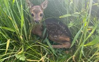 Pomozte Oldovi zachránit další srnčata
