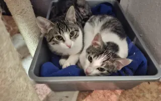 Žádná kočka si sama nepomůže