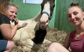 Záchrana zraku dvouletého koně Merlina