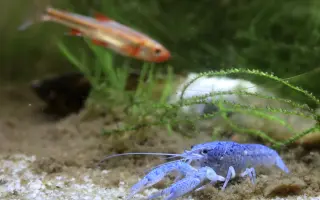 Vytvořme rybkám lepší domov!