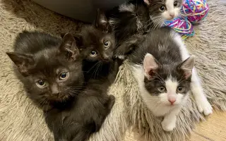 Pomozte❤️ Srdce pro zvířata - naděje pro opuštěné