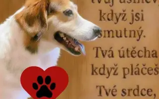 POMOC PRO FOXÍČKA, ASPENA A TAFFY-JACKA