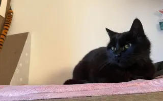 Zvířata v nouzi - pomoc s úhradou veterinárních nákladů