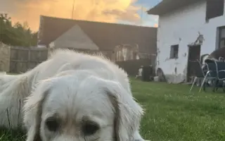 Pomozte Charliemu