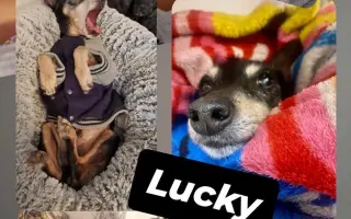 Pomozme pomáhat psím stařečkům