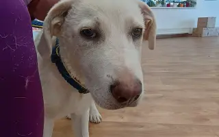 Pomoc pro bojovníčka Ferdu