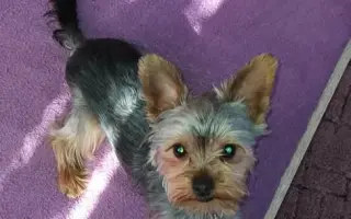 Pejsek Ajax potřebuje operaci nožičky