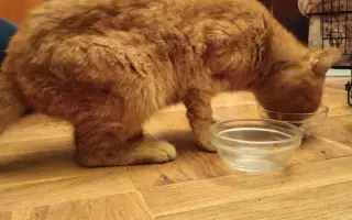 Pomozte nám s kastracemi a léčbou nemocných a zraněných koček